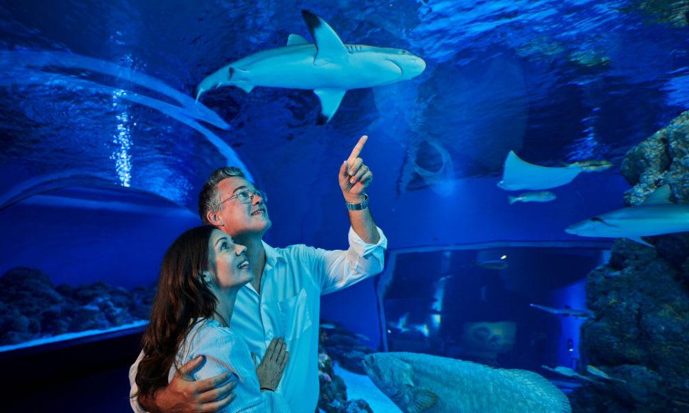 Cairns Aquarium Entry