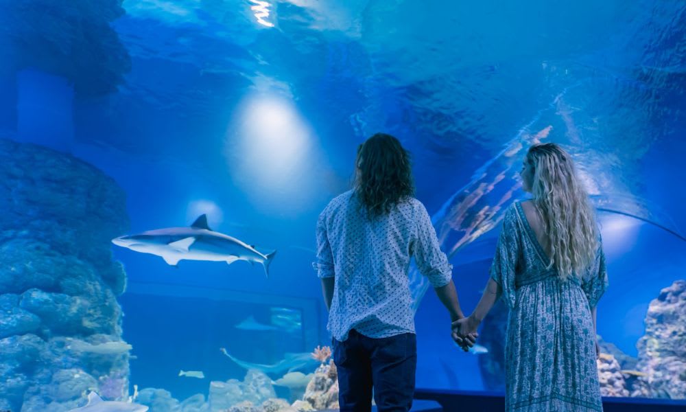 Cairns Aquarium Entry