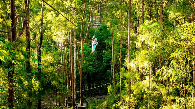 Flying Fox High Ropes Adventure Park - Tamborine Mountain, Gold Coast