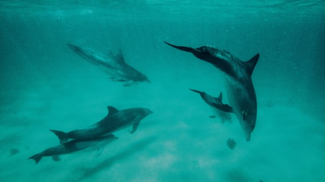 Swimming with Dolphins