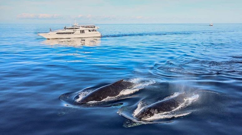 Whale Watching Yacht Cruise, 2.5 Hours - Gold Coast