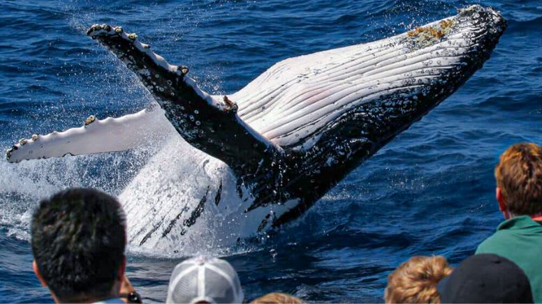 Whale Watching Yacht Cruise, 2.5 Hours - Gold Coast