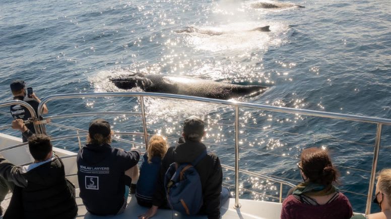 Whale Watching Yacht Cruise, 2.5 Hours - Gold Coast