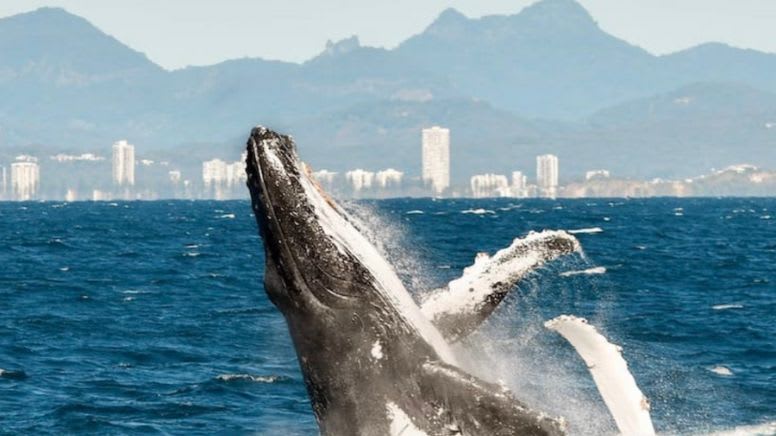 Whale Watching Yacht Cruise, 2.5 Hours - Gold Coast