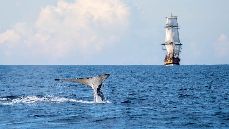 Small Group Whale Watching Cruise, 2.5 Hours - Sydney