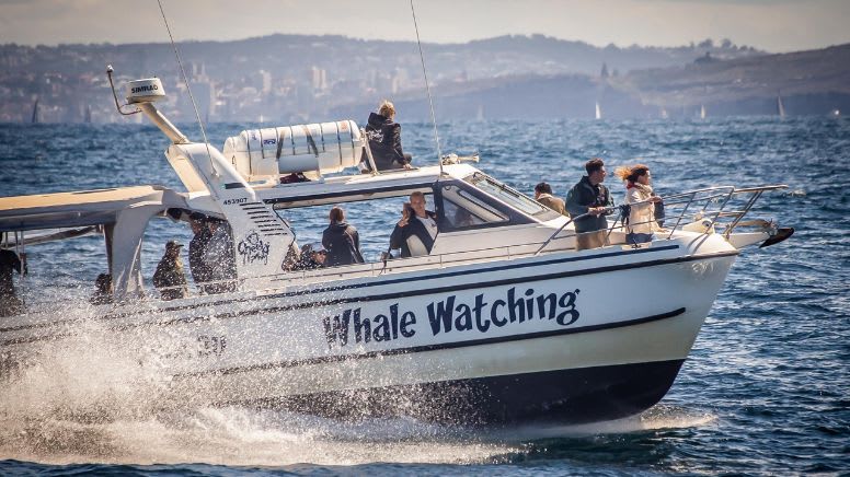 Small Group Whale Watching Cruise, 2.5 Hours - Sydney