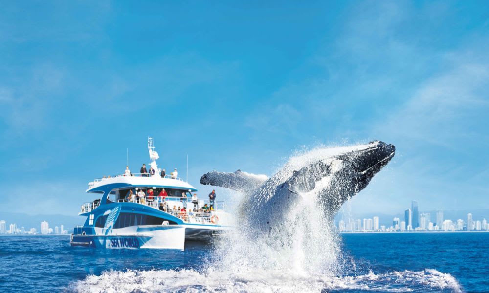 Whale Watching Cruise, 2.5 Hours - Main Beach, Gold Coast