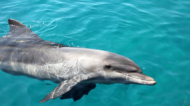 Dolphin Cruise with Tangalooma Wrecks Snorkel Tour - With Transfers From Gold Coast