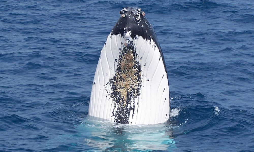 Whale Watching Cruise, 2 Hours - Augusta, WA