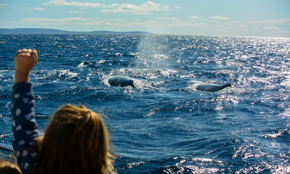 Whale Watching Cruise, 2 Hours - Augusta, WA