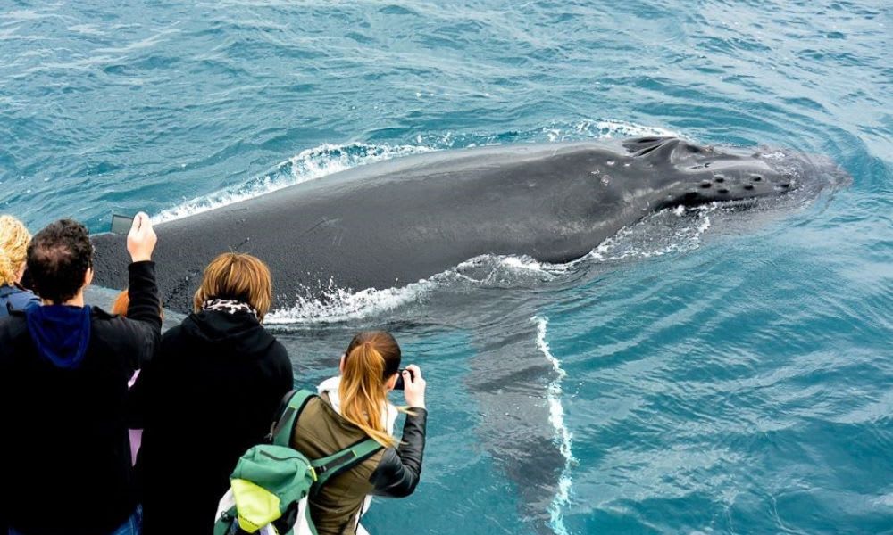 Whale Watching Cruise, 2 Hours - Augusta, WA