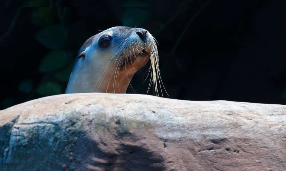 SEA LIFE Sunshine Coast Seal Swim