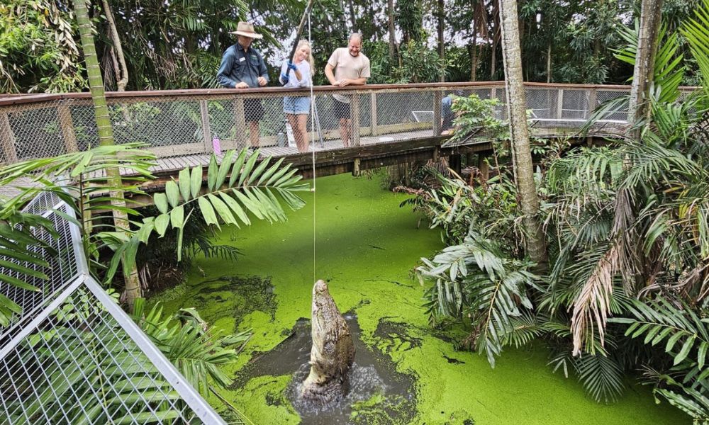 Wildlife Habitat Croc Feeding Experience and Entry - Port Douglas