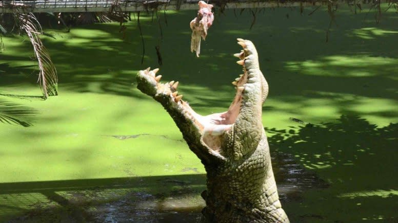 Wildlife Habitat Croc Feeding Experience and Entry - Port Douglas