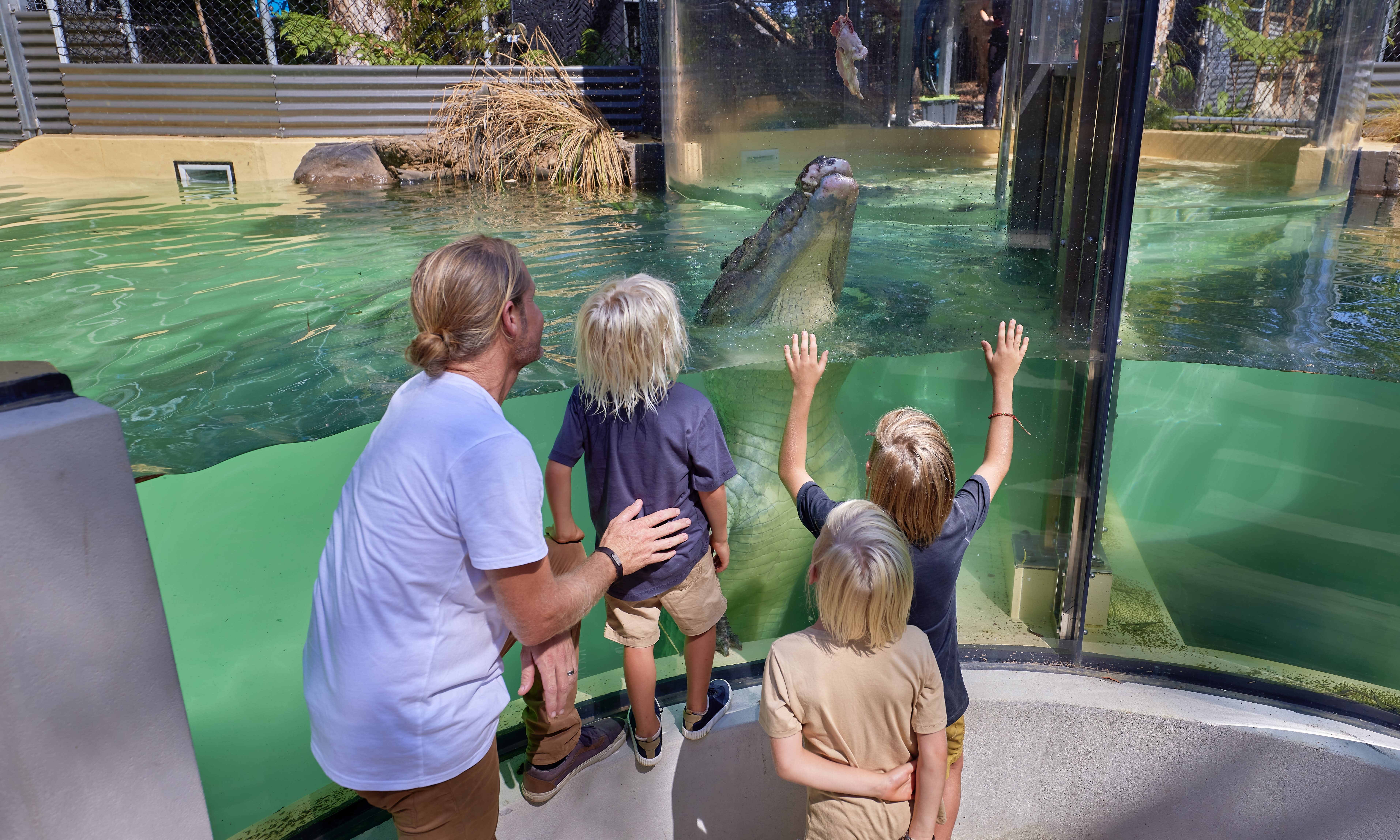 Wildlife Habitat Croc Feeding Experience and Entry - Port Douglas