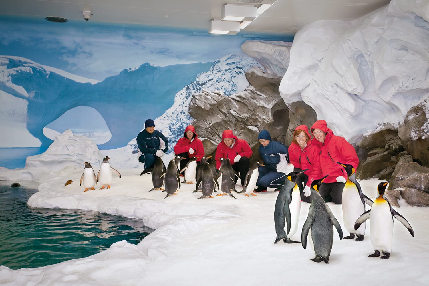 Penguins Antarctic Adventure Sea World - Adrenaline