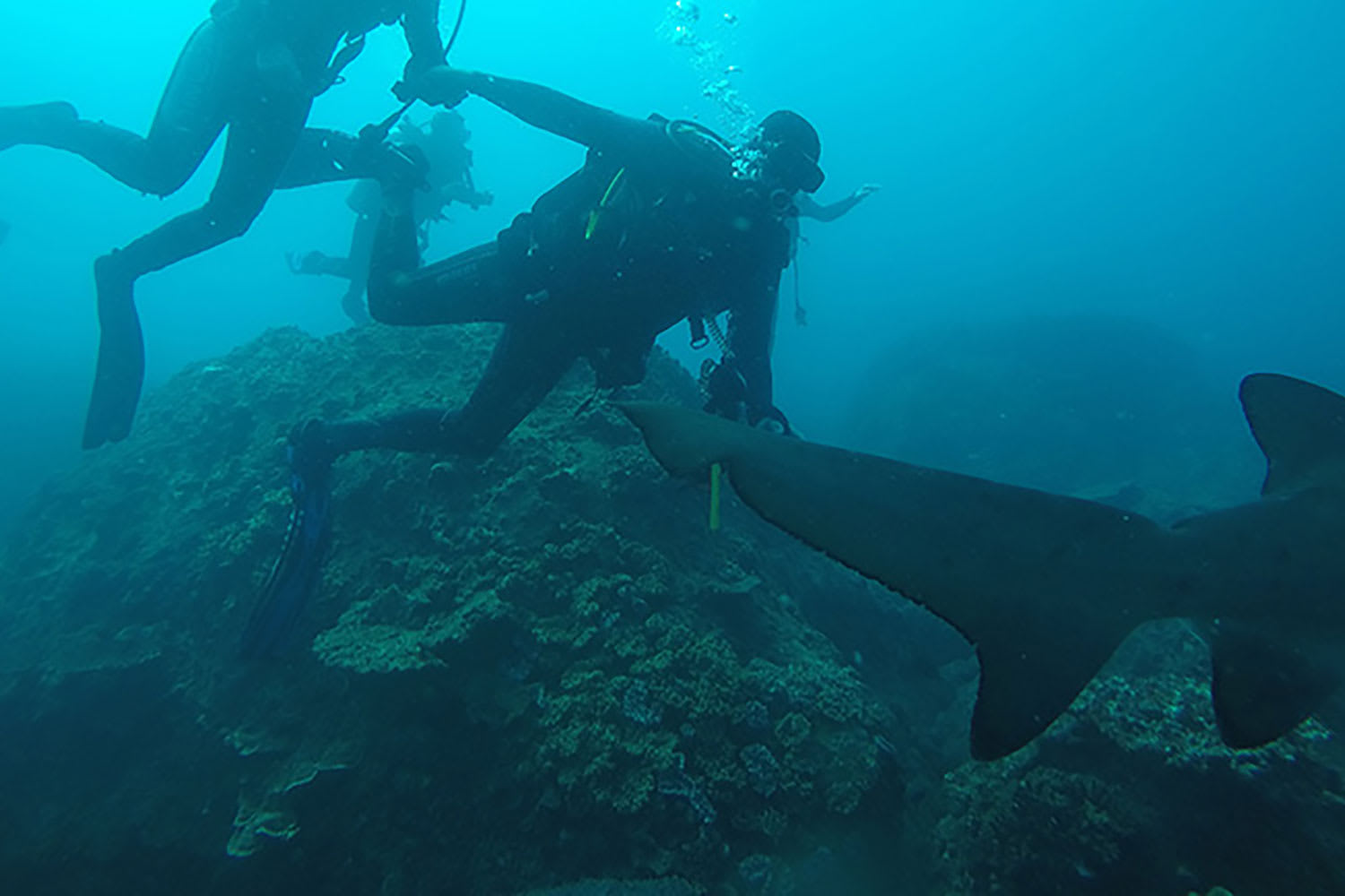 Introduction to Scuba Diving Sunshine Coast Adrenaline