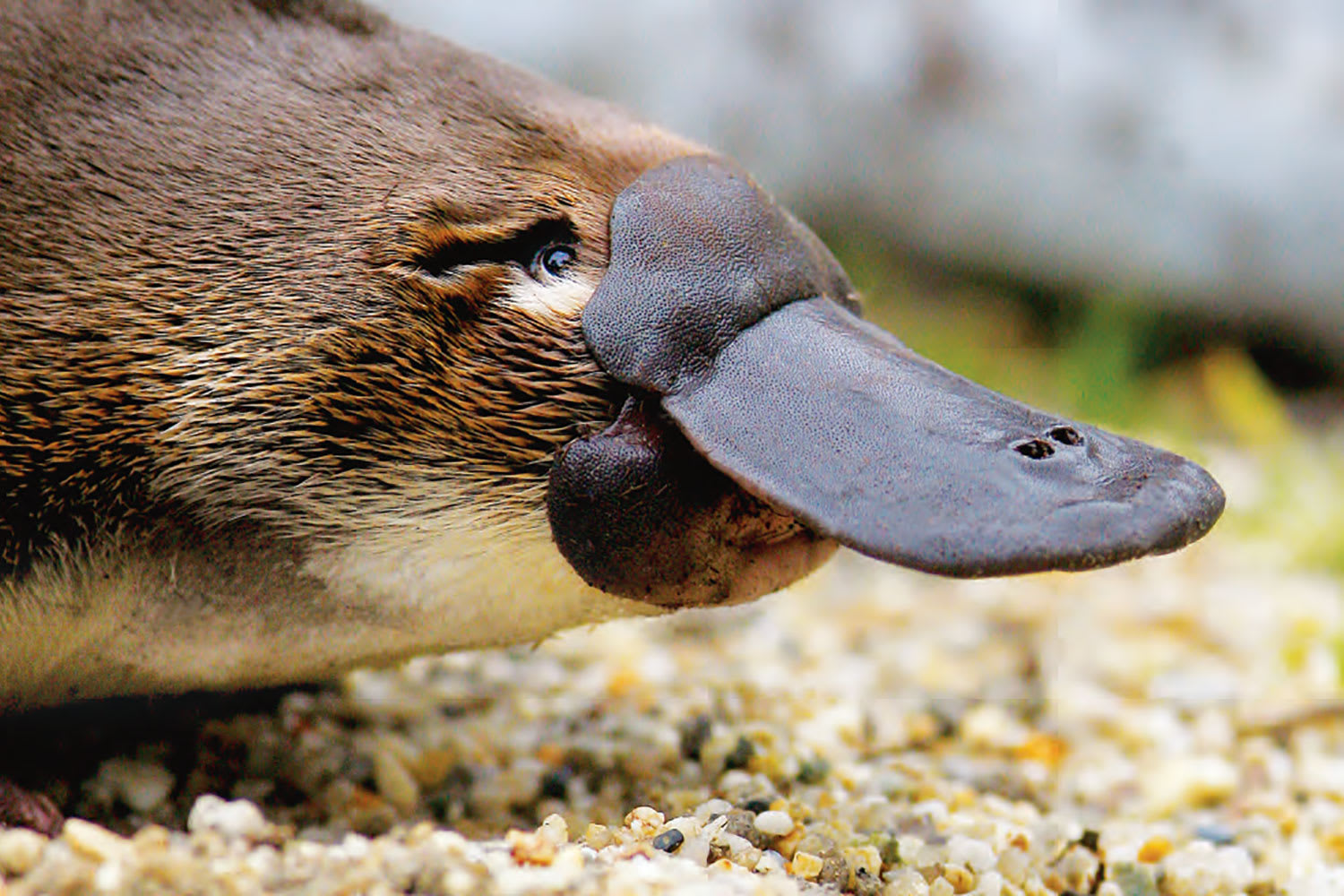 platypus in zoo