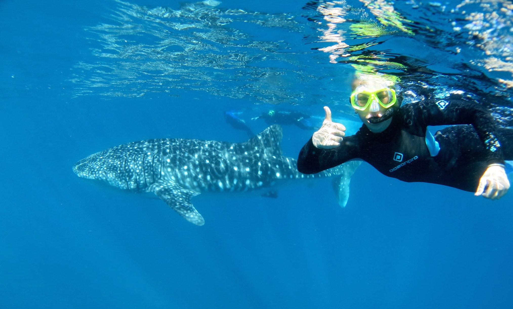 Whale Shark Swim And Snorkel Tour Exmouth With Lunch And Photos