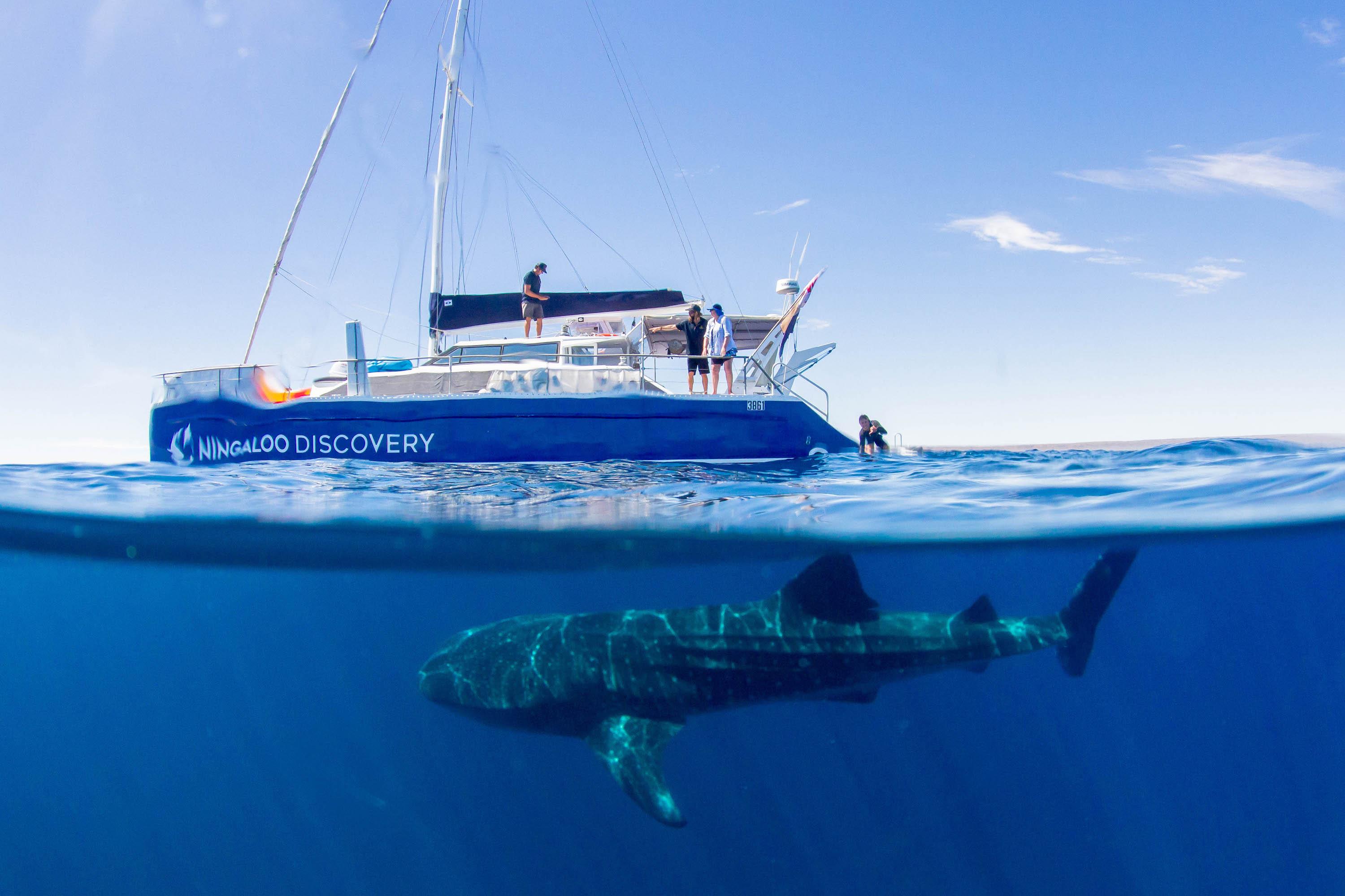 Whale Shark Swim and Snorkel Tour, Exmouth With Lunch and Photos