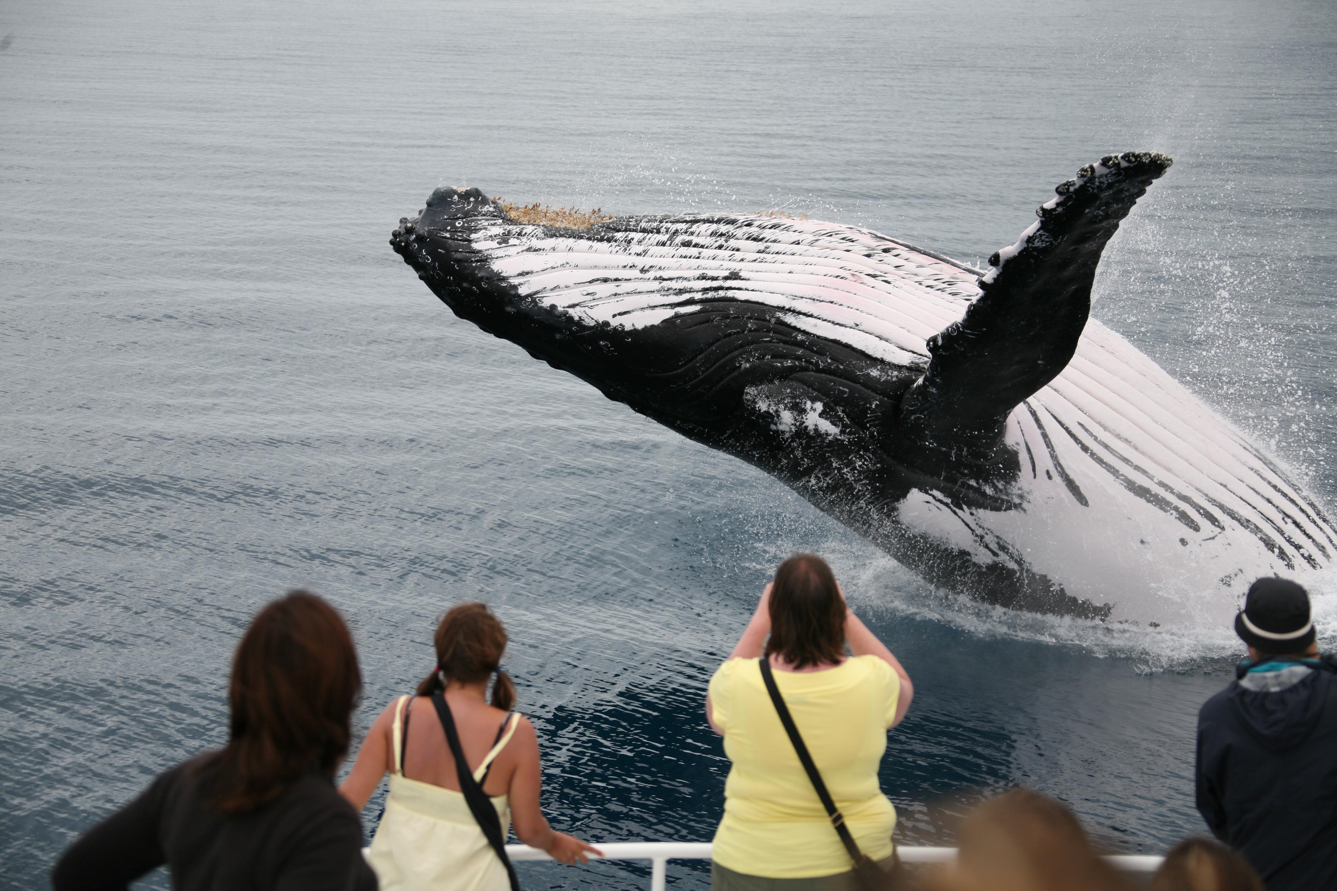 whale watching cruise