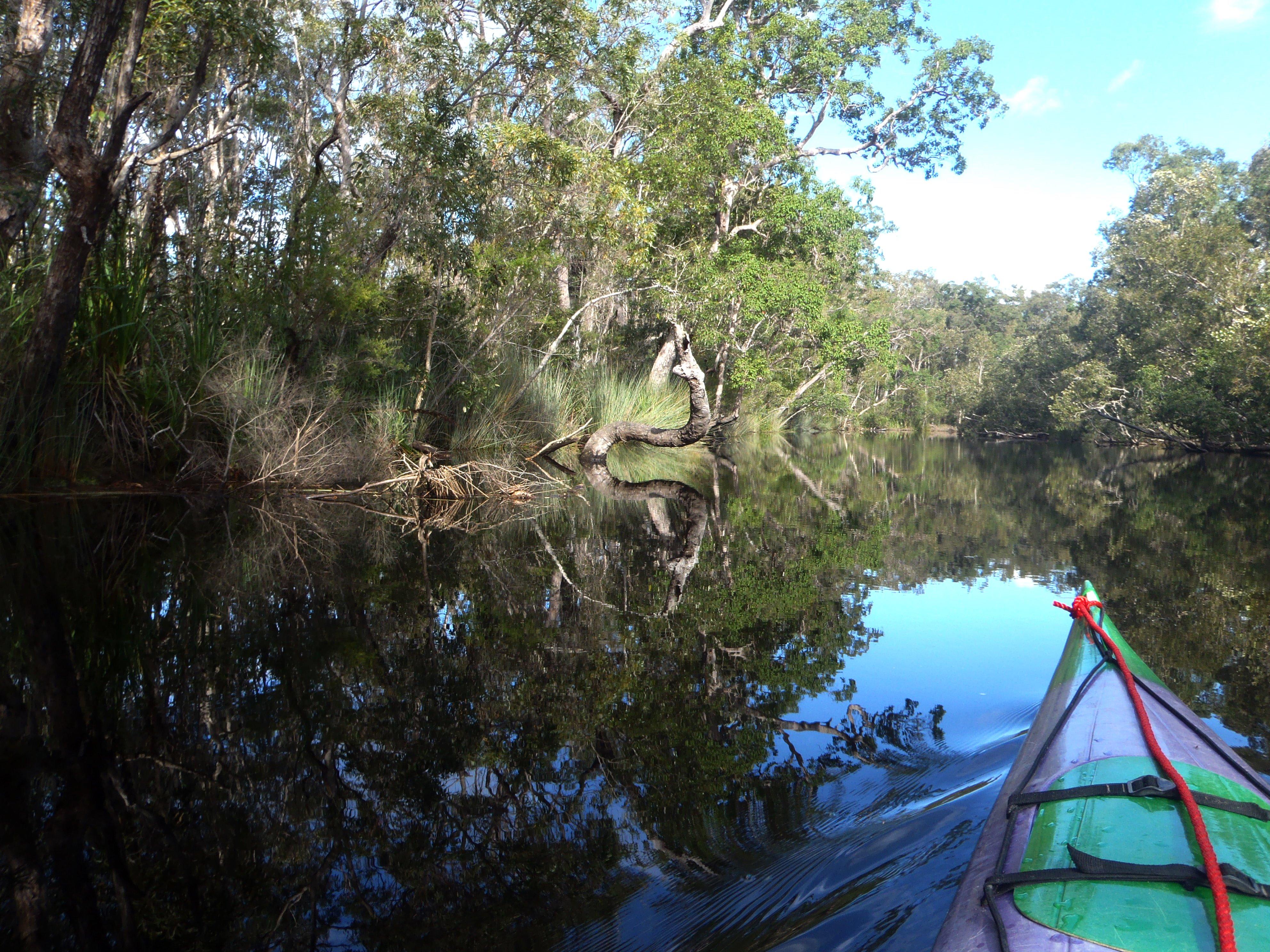 Full Day Guided Kayak on the Noosa Everglades Adrenaline