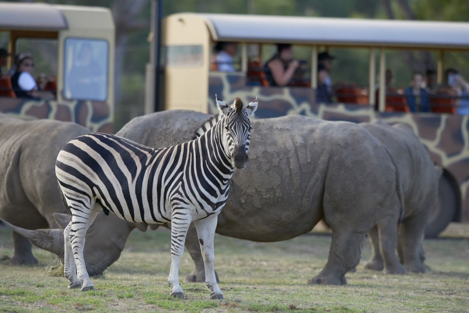 werribee zoo safari animals