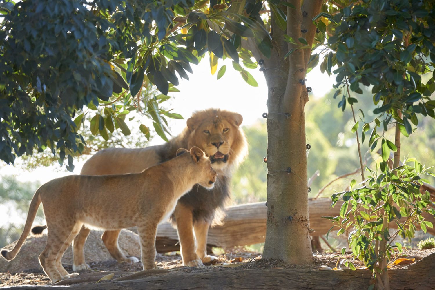 Sunset Safari at Werribee Open Range Zoo Adrenaline