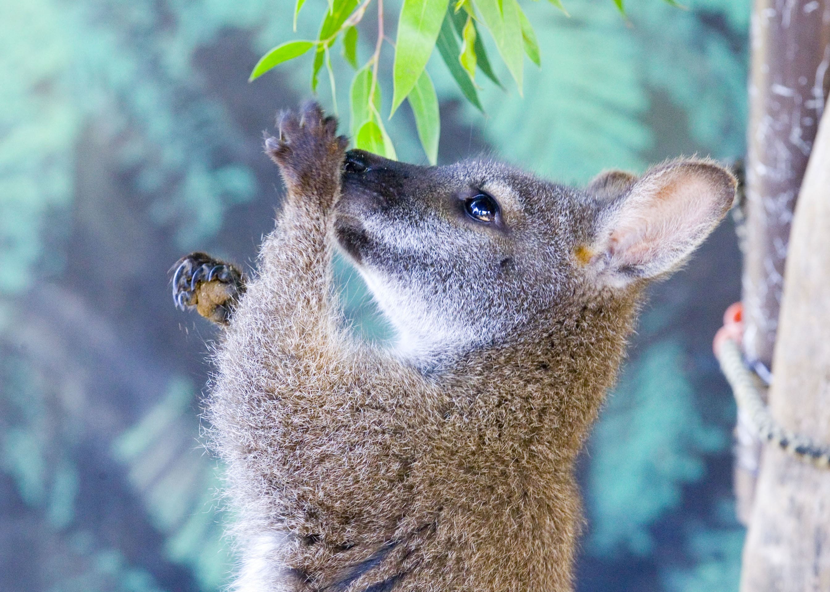 Maru Koala Park and Mini Golf Admission Grantville, Melbourne