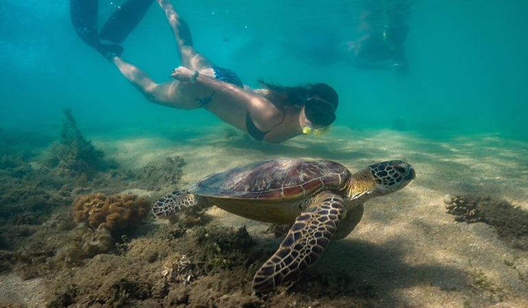 low isles snorkelling tour