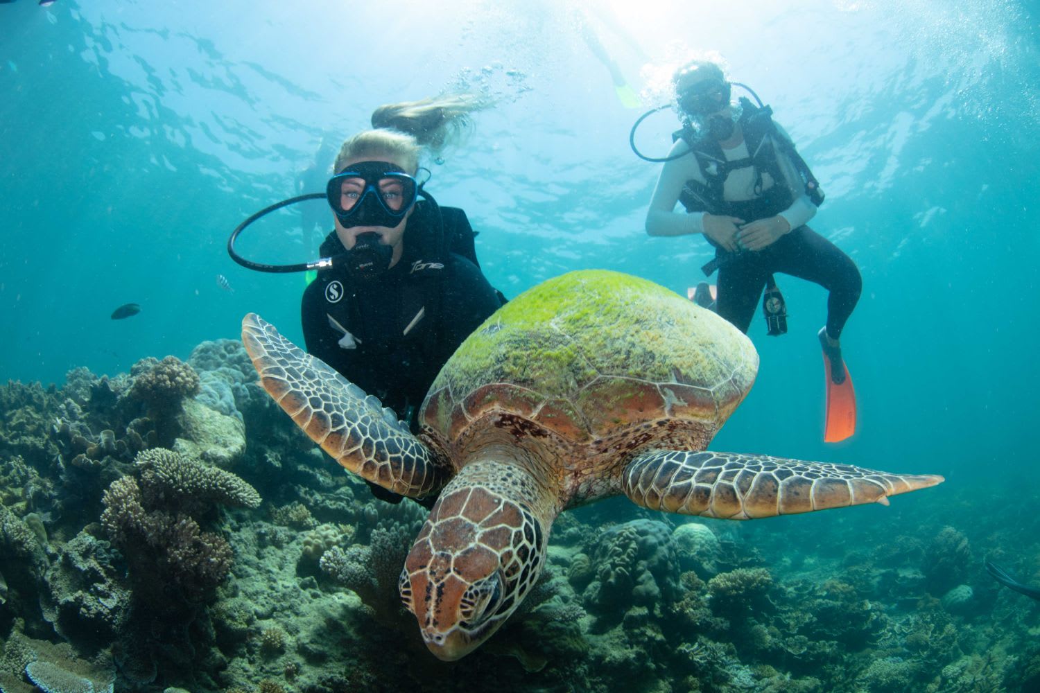 scuba diving tours great barrier reef