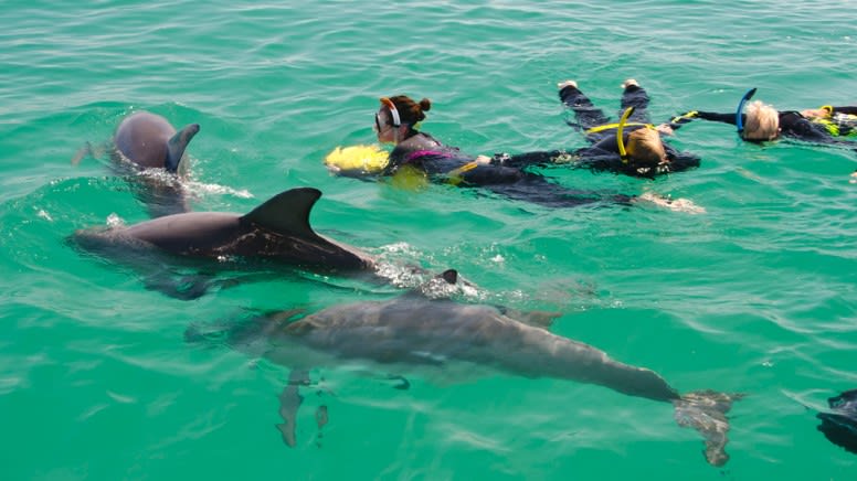 Penguin Island, Dolphin and Sea Lion Cruise, 1 Hour - Perth - Adrenaline