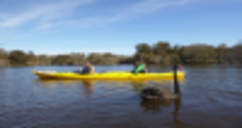 Kayak Tour on the Canning River, Half Day - Perth