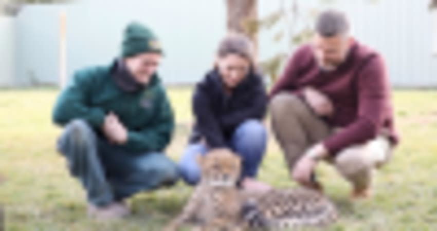 Cheetah Encounter at the National Zoo, Weekend - Canberra