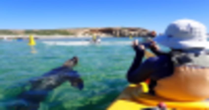 Sea Kayak Tour of Penguin & Seal Island - Perth