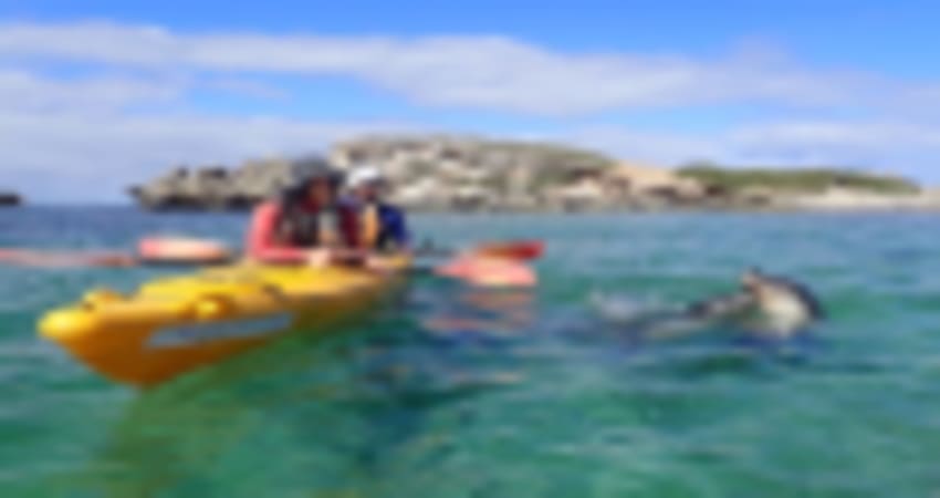 Sea Kayak Tour of Penguin & Seal Island - Perth