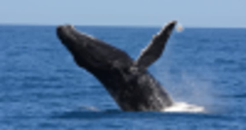 Whale Watching Cruise, 2.5 Hours - Augusta, WA