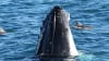 Dolphin & Whale Watching Cruise, 3 Hours - Phillip Island