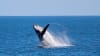 Whale Watching Cruise, For 2 - Dunsborough, WA