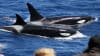 Killer Whale Orca Expedition from Bremer Bay