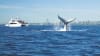 Whale Watching Cruise, 2.5 Hours - Main Beach, Gold Coast