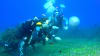 Discover Scuba Diving Phillip Island