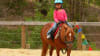 Kids’ Introduction to Horses – Gold Coast Hinterland