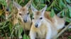 Wildlife Habitat Entry - Port Douglas