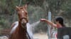 Horse Riding Adventure, 1 Hour - Jarrahdale, Perth - For 2