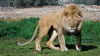 Monarto Safari Park Open Range Admission - Adelaide