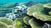 Scenic Flight & Snorkel Full Day Tour - Abrolhos Islands, Departs Perth