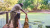 Crocodile Feeding Tour, 2.5 Hours - Broome