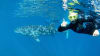 Whale Shark Swim on Powerboat with Lunch and Photos