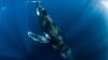 Swim with Humpback Whales, Full Day Snorkel Tour - Ningaloo Reef